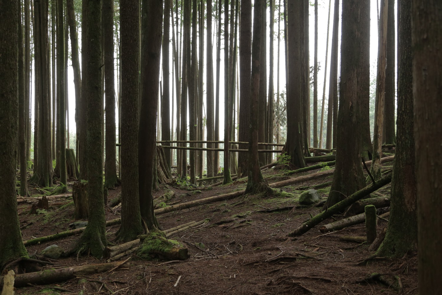 #15 Woodlot 0007 - Maple Ridge #