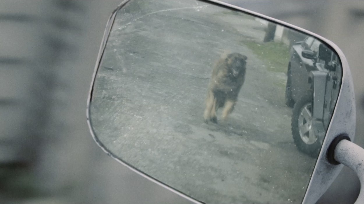Berger the dog who stole the show for PUP's music video Sleep In The Heat